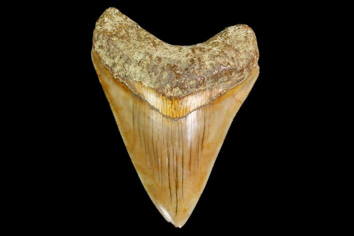 Serrated, Fossil Megalodon Tooth - Indonesia #149832